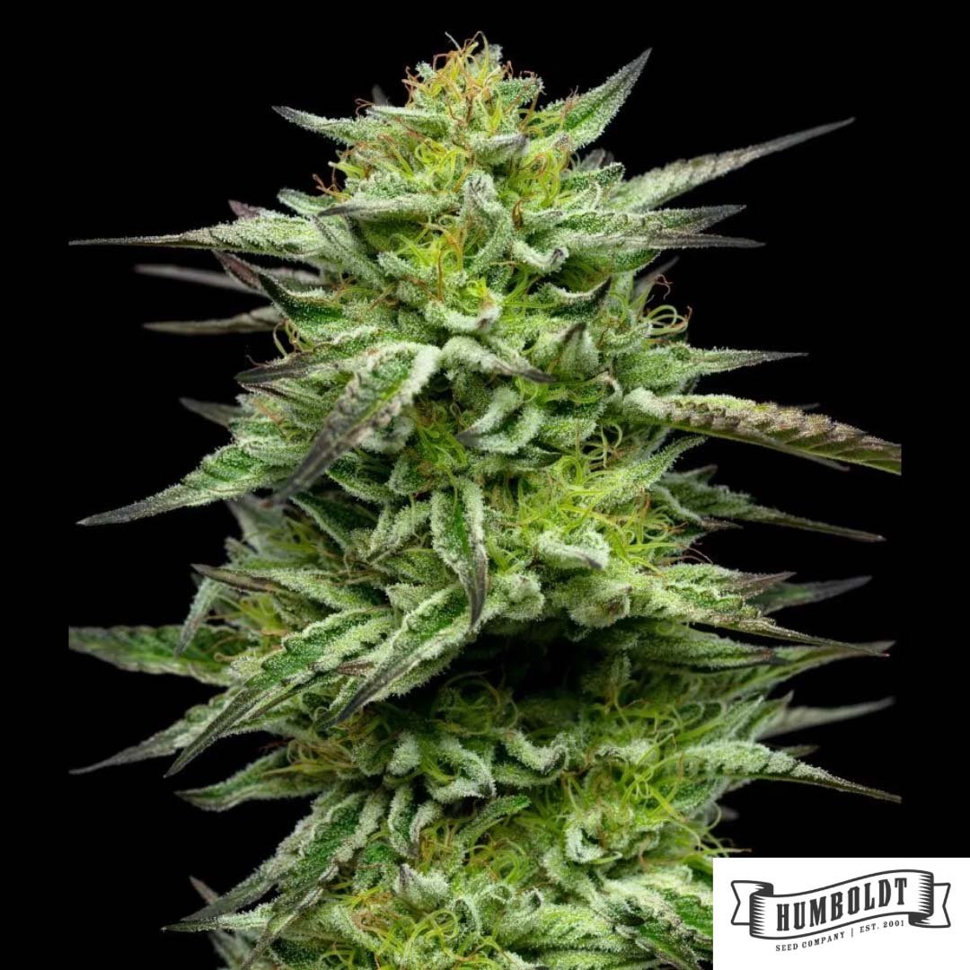 Mountaintop Mint von Humboldt Seed Company - Cannabis Samen kaufen im Online Shop
