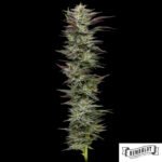 Notorious THC von Humboldt Seed Company - Cannabis Samen kaufen im Online Shop