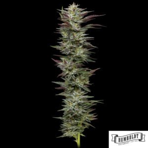 Notorious THC von Humboldt Seed Company - Cannabis Samen kaufen im Online Shop