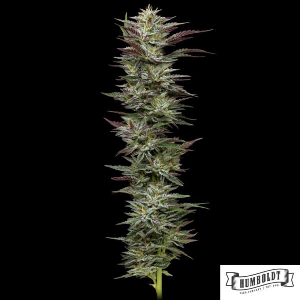 Notorious THC von Humboldt Seed Company - Cannabis Samen kaufen im Online Shop