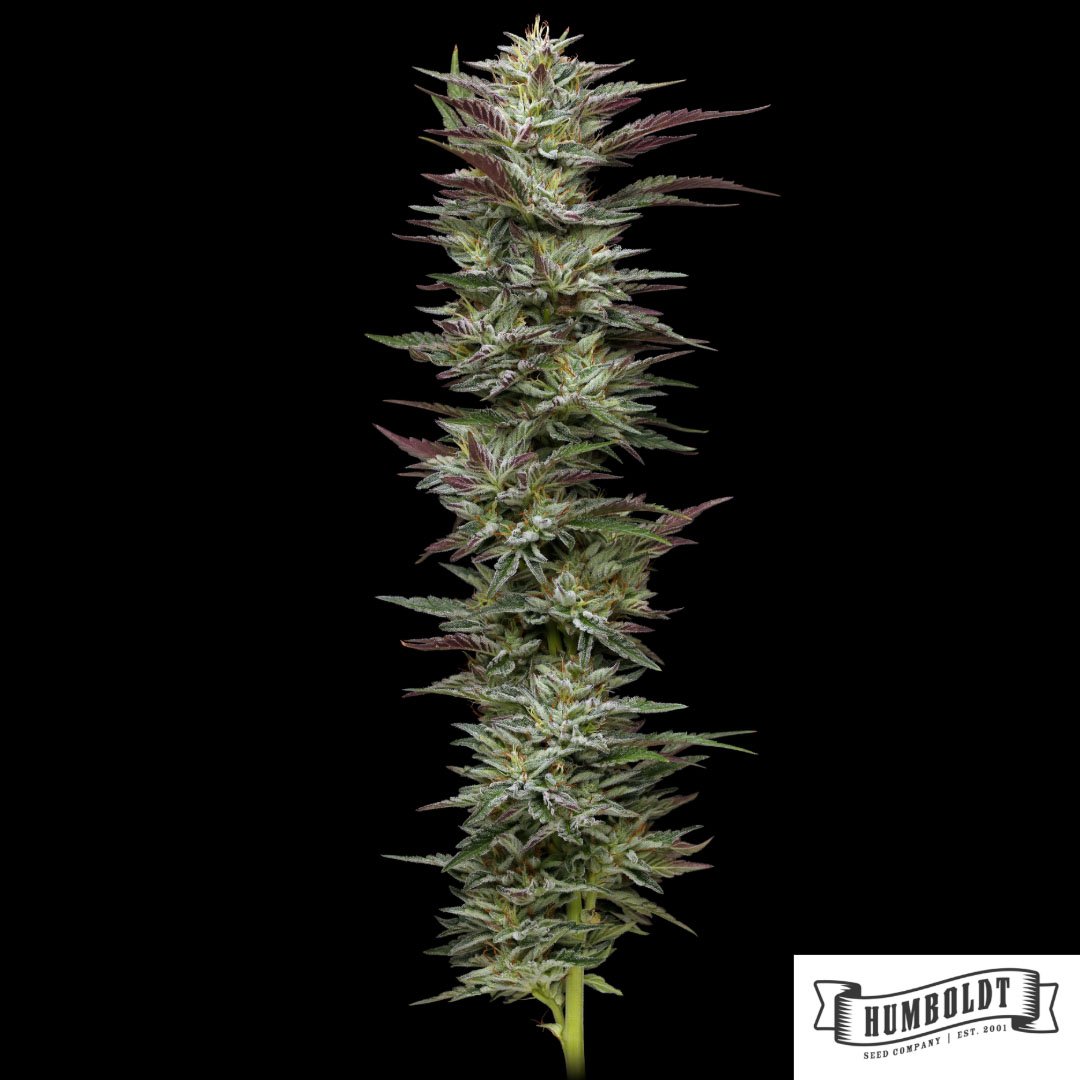 Notorious THC von Humboldt Seed Company - Cannabis Samen kaufen im Online Shop