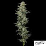 Nutter Budder von Humboldt Seed Company - Cannabis Samen kaufen im Online Shop