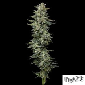 Nutter Budder von Humboldt Seed Company - Cannabis Samen kaufen im Online Shop