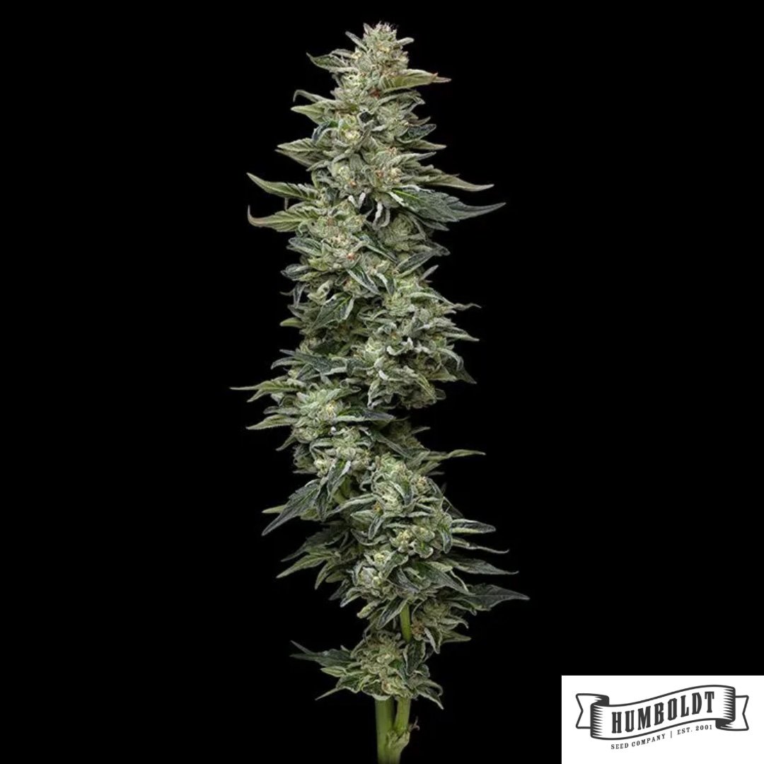 Nutter Budder von Humboldt Seed Company - Cannabis Samen kaufen im Online Shop