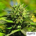 OG Kush von Humboldt Seed Company - Cannabis Samen kaufen im Online Shop
