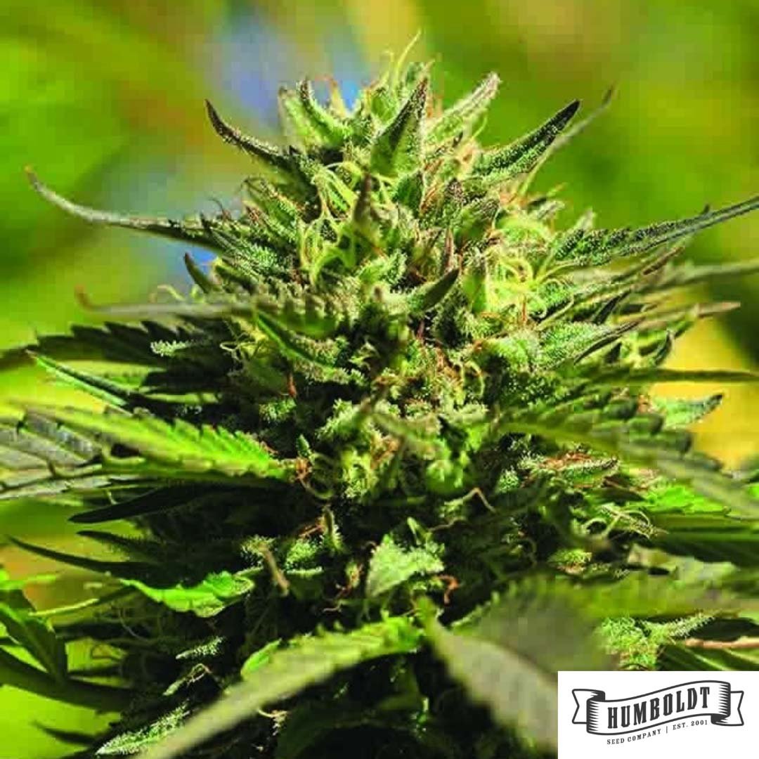 OG Kush von Humboldt Seed Company - Cannabis Samen kaufen im Online Shop