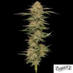 Orange Creampop von Humboldt Seed Company - Cannabis Samen kaufen im Online Shop