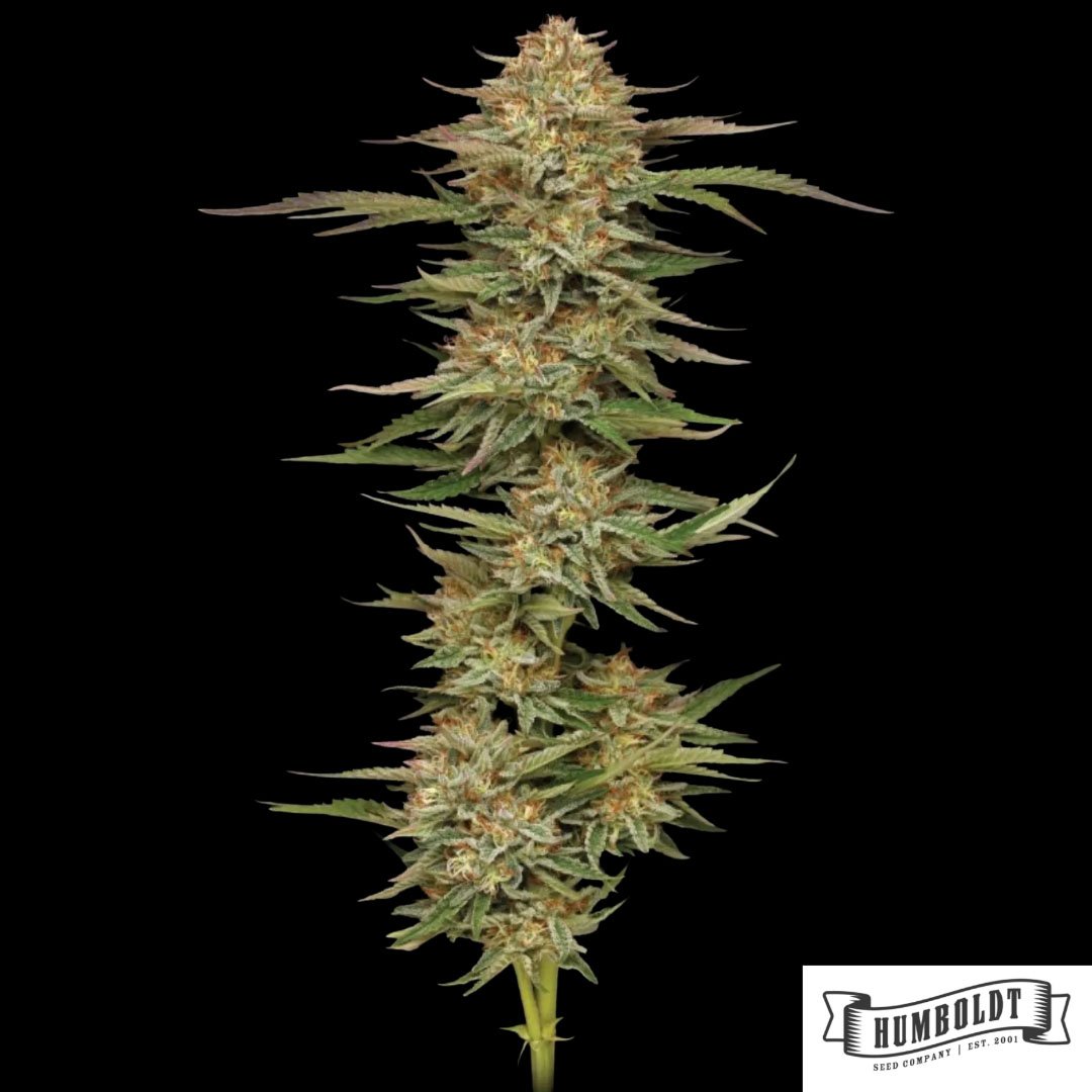 Orange Creampop von Humboldt Seed Company - Cannabis Samen kaufen im Online Shop