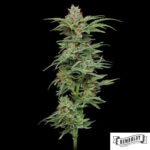 Pineapple Muffin von Humboldt Seed Company - Cannabis Samen kaufen im Online Shop