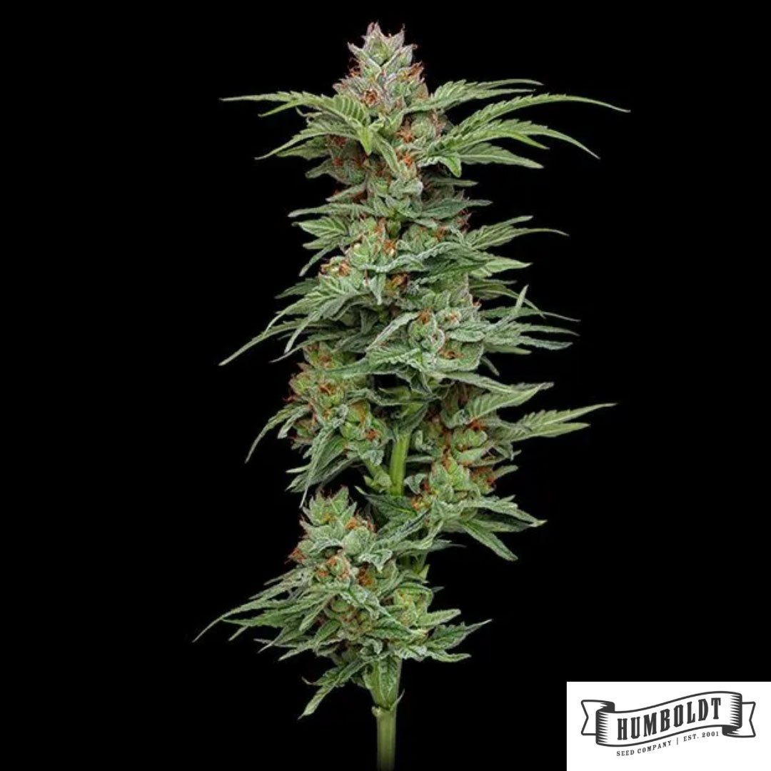 Pineapple Muffin von Humboldt Seed Company - Cannabis Samen kaufen im Online Shop