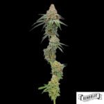 Pineapple Upside Down Cake von Humboldt Seed Company - Cannabis Samen kaufen im Online Shop