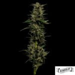Pistachio von Humboldt Seed Company - Cannabis Samen kaufen im Online Shop