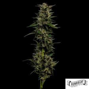 Pistachio von Humboldt Seed Company - Cannabis Samen kaufen im Online Shop