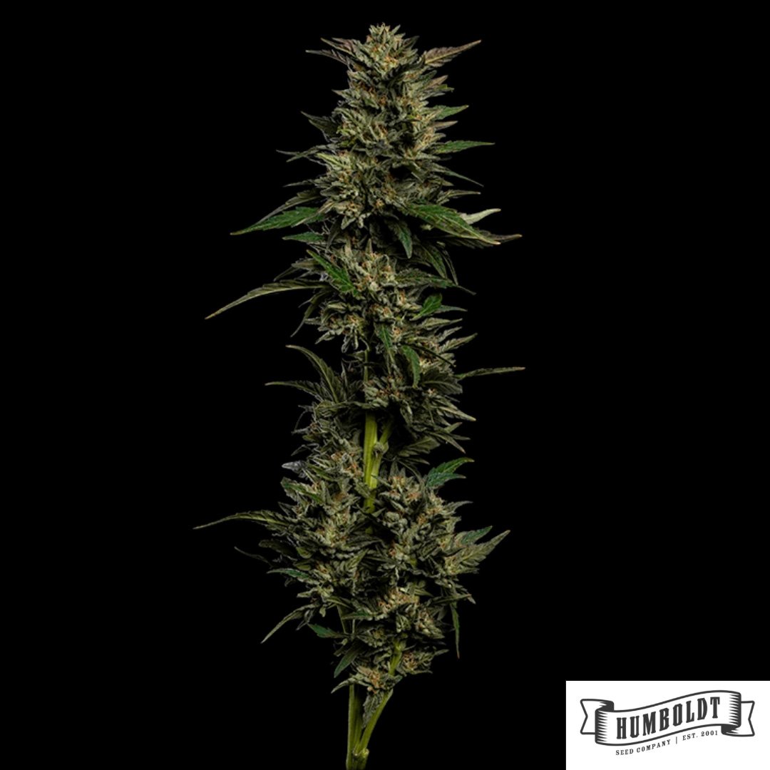 Pistachio von Humboldt Seed Company - Cannabis Samen kaufen im Online Shop