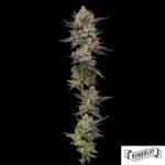 Poddy Mouth von Humboldt Seed Company - Cannabis Samen kaufen im Online Shop