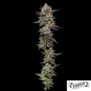 Poddy Mouth von Humboldt Seed Company - Cannabis Samen kaufen im Online Shop