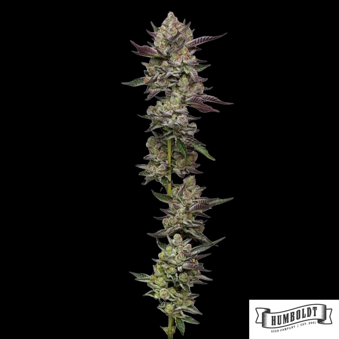 Poddy Mouth von Humboldt Seed Company - Cannabis Samen kaufen im Online Shop