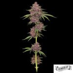 Purpz von Humboldt Seed Company - Cannabis Samen kaufen im Online Shop