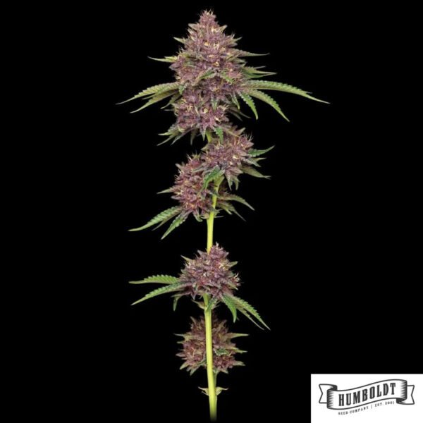 Purpz von Humboldt Seed Company - Cannabis Samen kaufen im Online Shop Purpz von Humboldt Seed Company - Cannabis Samen kaufen im Online Shop