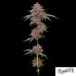 Purpz von Humboldt Seed Company - Cannabis Samen kaufen im Online Shop