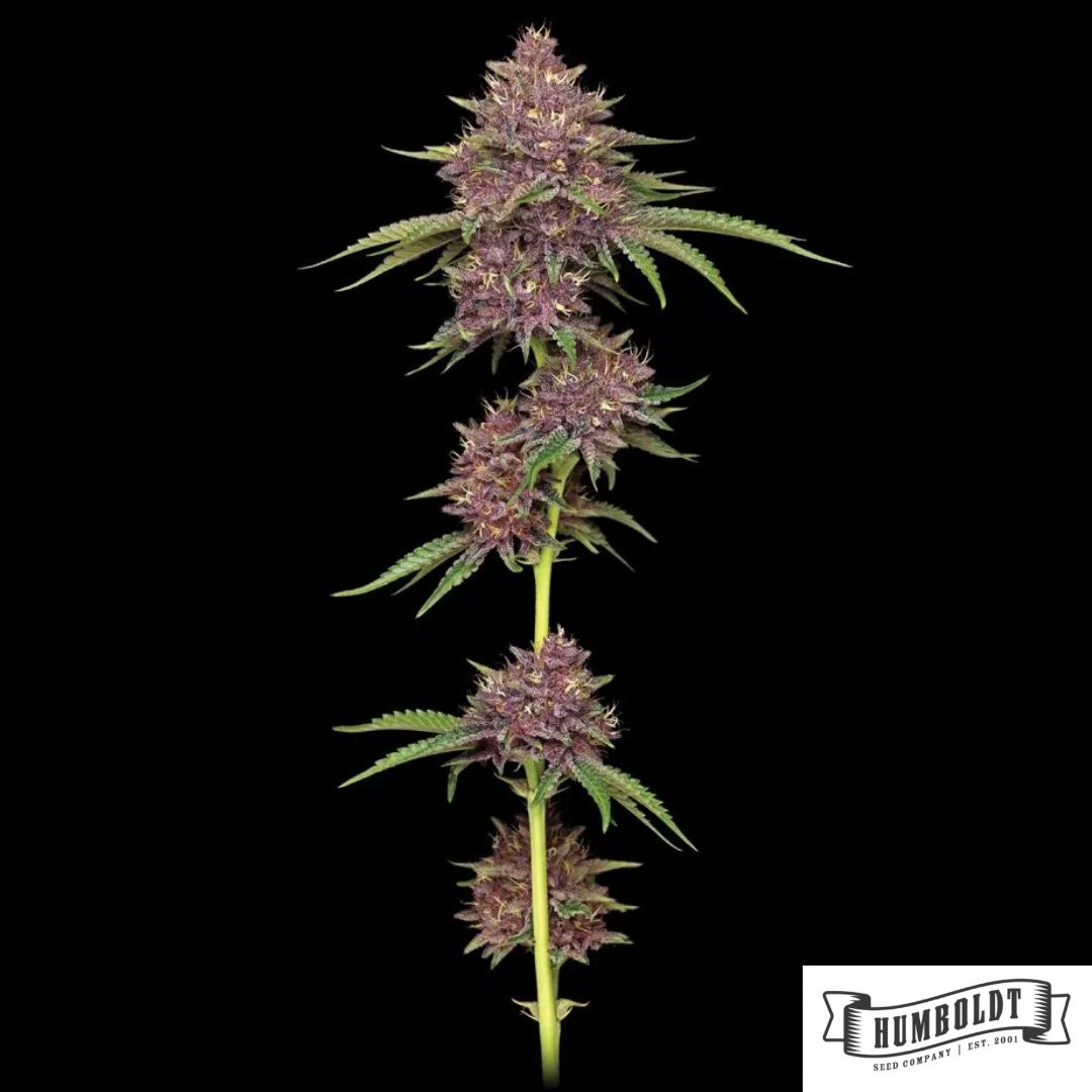 Purpz von Humboldt Seed Company - Cannabis Samen kaufen im Online Shop