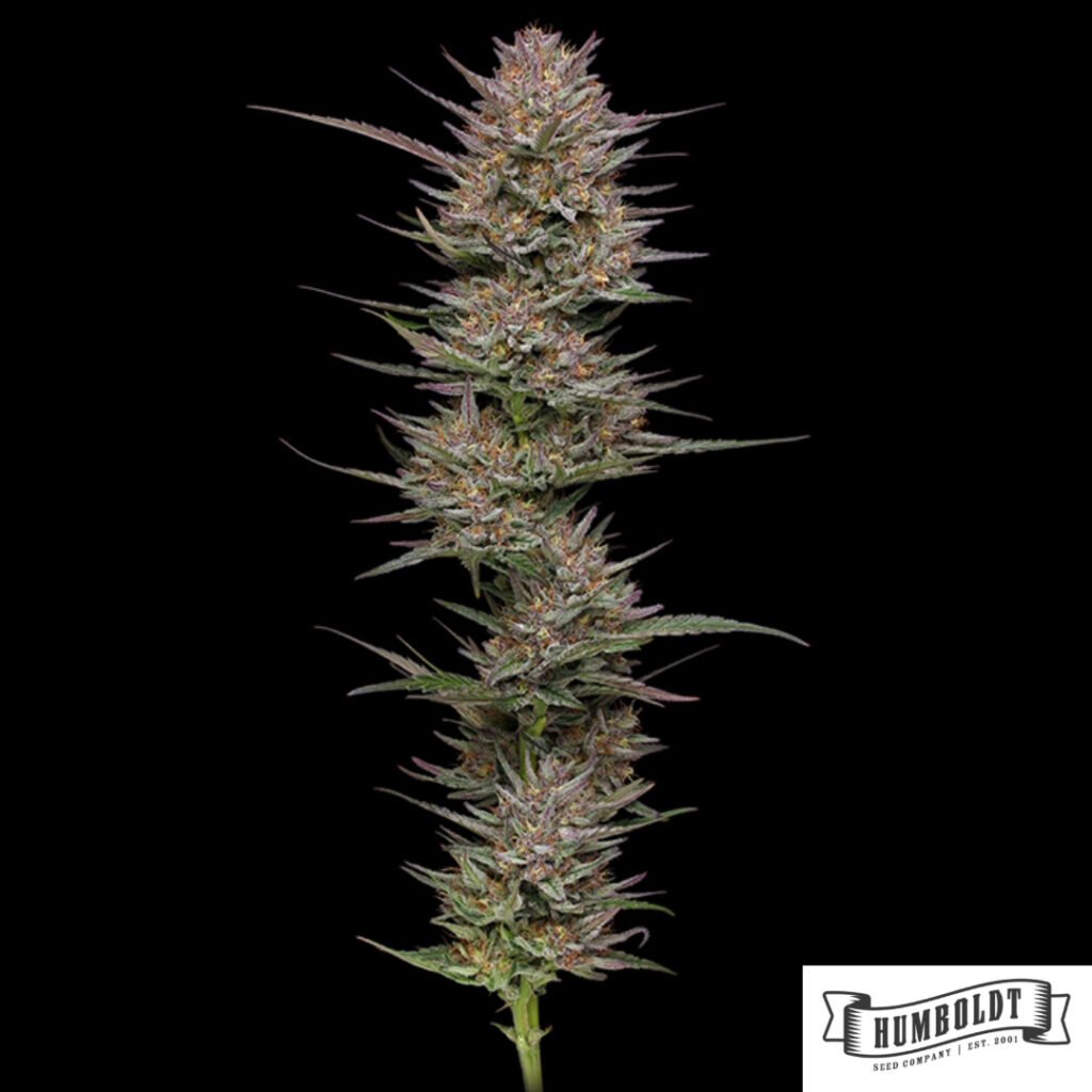 Raspberry Parfait von Humboldt Seed Company - Cannabis Samen kaufen im Online Shop