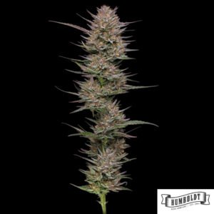 Raspberry Parfait von Humboldt Seed Company - Cannabis Samen kaufen im Online Shop