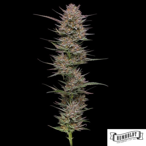 Raspberry Parfait von Humboldt Seed Company - Cannabis Samen kaufen im Online Shop Raspberry Parfait von Humboldt Seed Company - Cannabis Samen kaufen im Online Shop