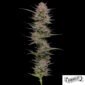 Raspberry Parfait von Humboldt Seed Company - Cannabis Samen kaufen im Online Shop