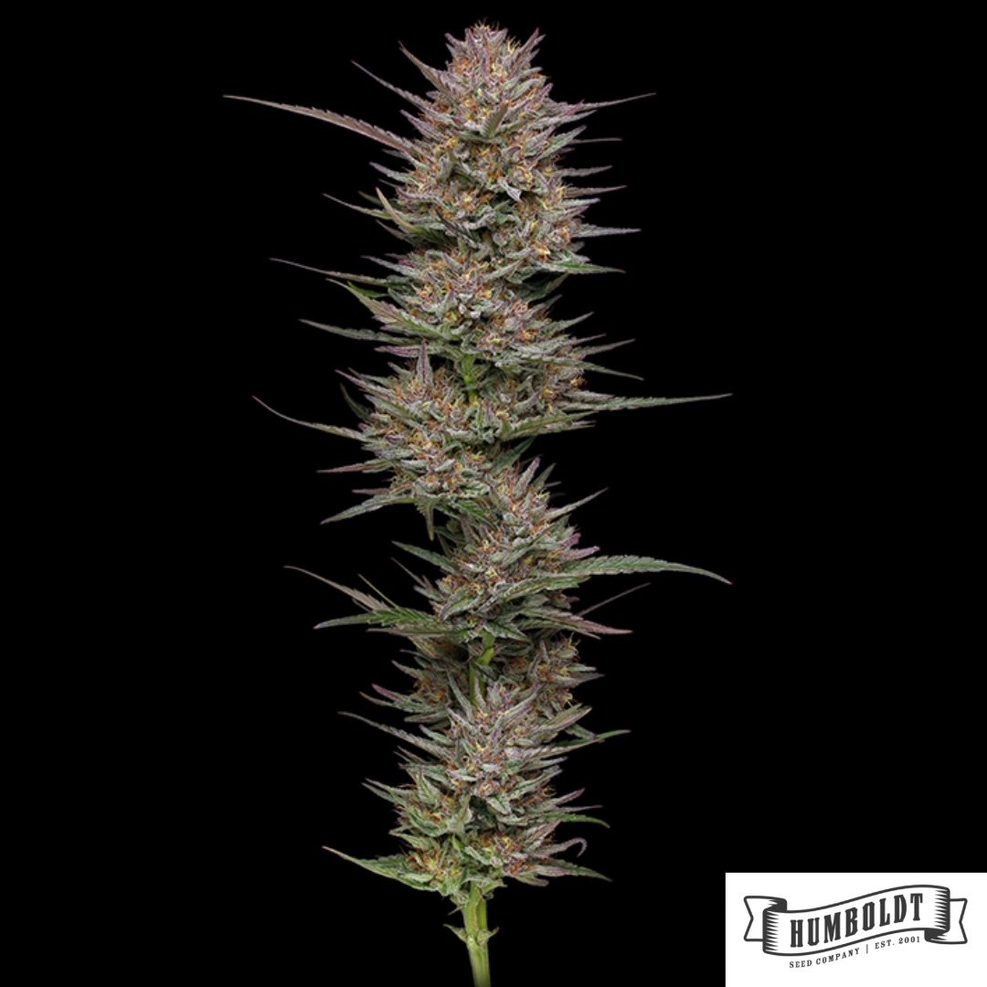 Raspberry Parfait von Humboldt Seed Company - Cannabis Samen kaufen im Online Shop