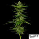 Slightly Stoopid Fruits von Humboldt Seed Company - Cannabis Samen kaufen im Online Shop