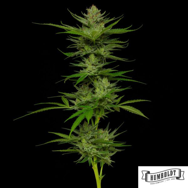 Slightly Stoopid Fruits von Humboldt Seed Company - Cannabis Samen kaufen im Online Shop