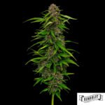 Squirt von Humboldt Seed Company - Cannabis Samen kaufen im Online Shop