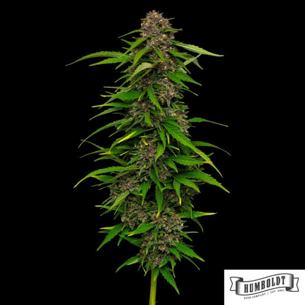 Squirt von Humboldt Seed Company - Cannabis Samen kaufen im Online Shop
