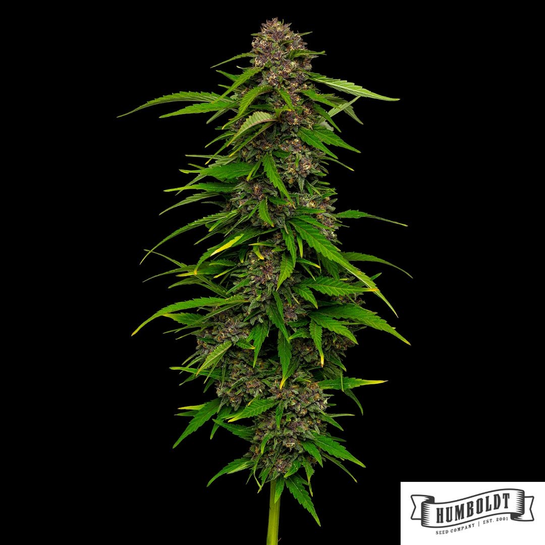 Squirt von Humboldt Seed Company - Cannabis Samen kaufen im Online Shop