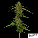 Strawberry Cheesecake von Humboldt Seed Company - Cannabis Samen kaufen im Online Shop