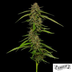 Strawberry Cheesecake von Humboldt Seed Company - Cannabis Samen kaufen im Online Shop