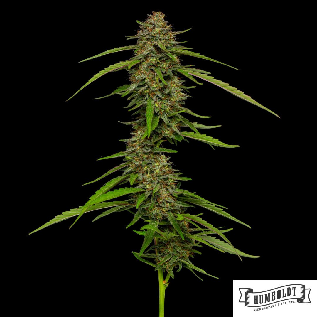 Strawberry Cheesecake von Humboldt Seed Company - Cannabis Samen kaufen im Online Shop