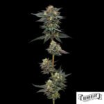 The Bling von Humboldt Seed Company - Cannabis Samen kaufen im Online Shop