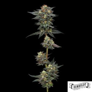 The Bling von Humboldt Seed Company - Cannabis Samen kaufen im Online Shop