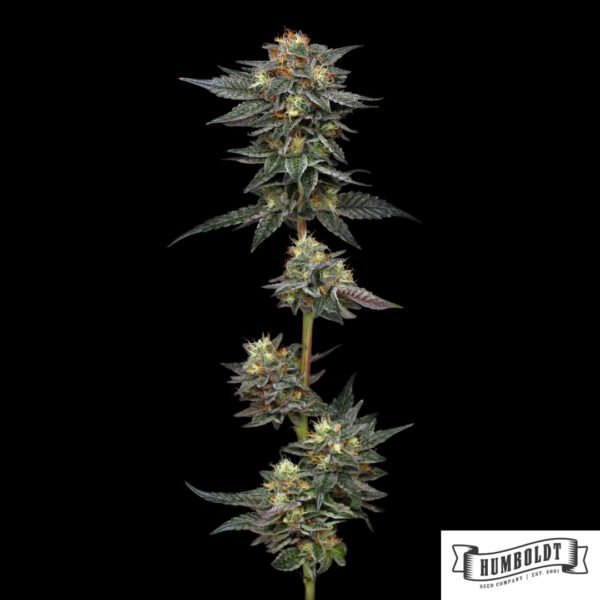 The Bling von Humboldt Seed Company - Cannabis Samen kaufen im Online Shop
