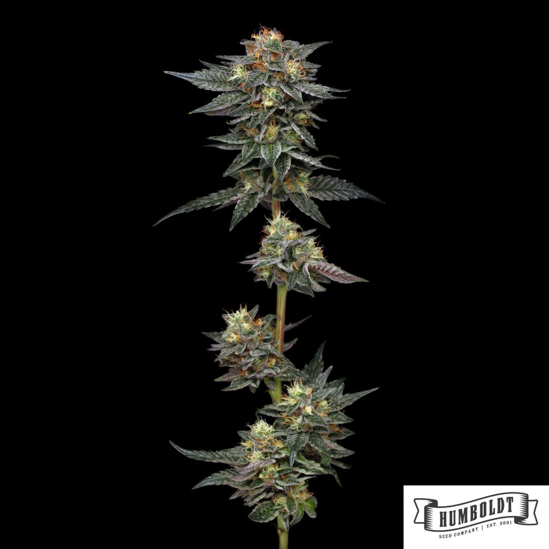 The Bling von Humboldt Seed Company - Cannabis Samen kaufen im Online Shop