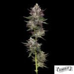 Vanilla Créme Pie von Humboldt Seed Company - Cannabis Samen kaufen im Online Shop
