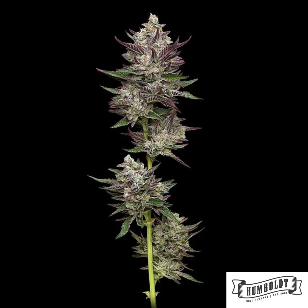Vanilla Créme Pie von Humboldt Seed Company - Cannabis Samen kaufen im Online Shop