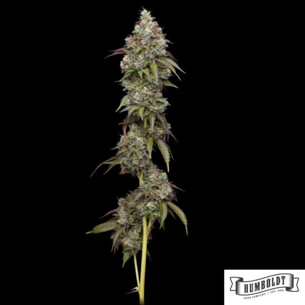 Vanilla Frosting von Humboldt Seeds - Cannabis Samen kaufen im Online Shop Vanilla Frosting von Humboldt Seeds - Cannabis Samen kaufen im Online Shop