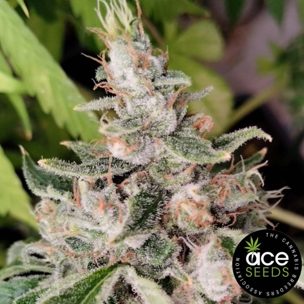 African Gas - Ace Seeds Cannabis Samen kaufen - Produktbild