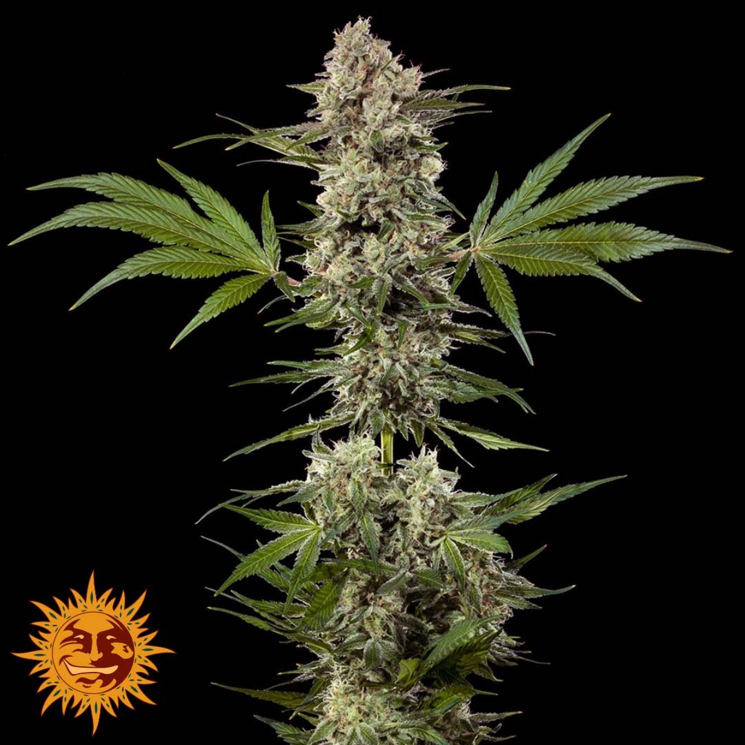 Banana Runtz - Barneys Farm Precision F1 Hybrids Cannabis Samen kaufen Produktbild Pflanzendarstellung Endblüte