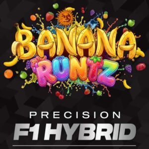 Banana Runtz - Barneys Farm Precision F1 Hybrids Cannabissamen kaufen