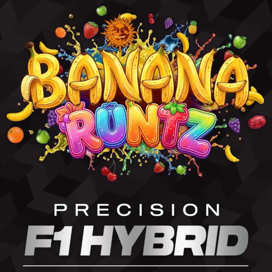 Banana Runtz - Barneys Farm Precision F1 Hybrids Cannabissamen kaufen