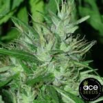 Congo - Ace Seeds Cannabis Samen kaufen - Produktbild